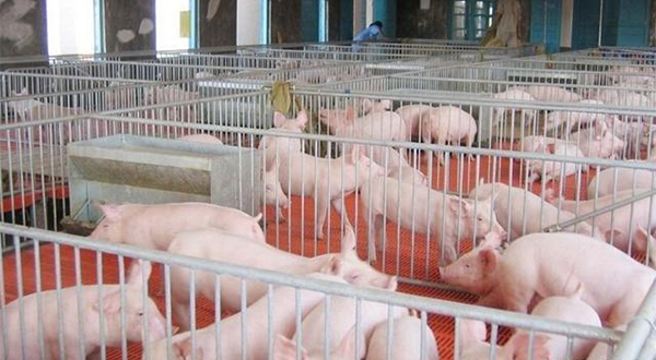 養豬廠廢水應該怎么處理？該選用哪種處理方法？-樂中環保