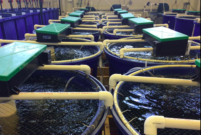 用于養殖場污水處理的新工藝,預計可降低28%運營成本01 用于養殖場污水處理的新工藝,預計可降低28%運營成本01