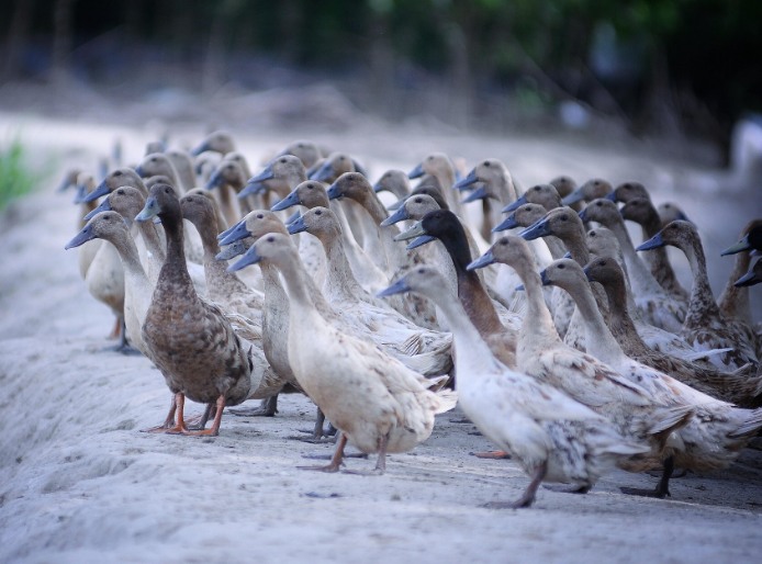 農村養殖戶如何低成本有效處理污水,這兩種做法你應該知道! 農村養殖戶如何低成本有效處理污水,這兩種做法你應該知道!