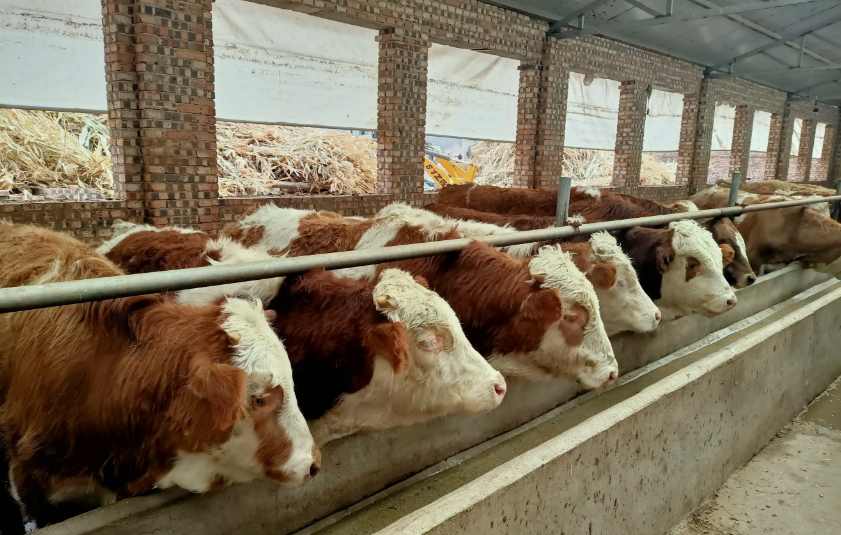 養(yǎng)牛場污水處理設(shè)備需要多少錢，價格？