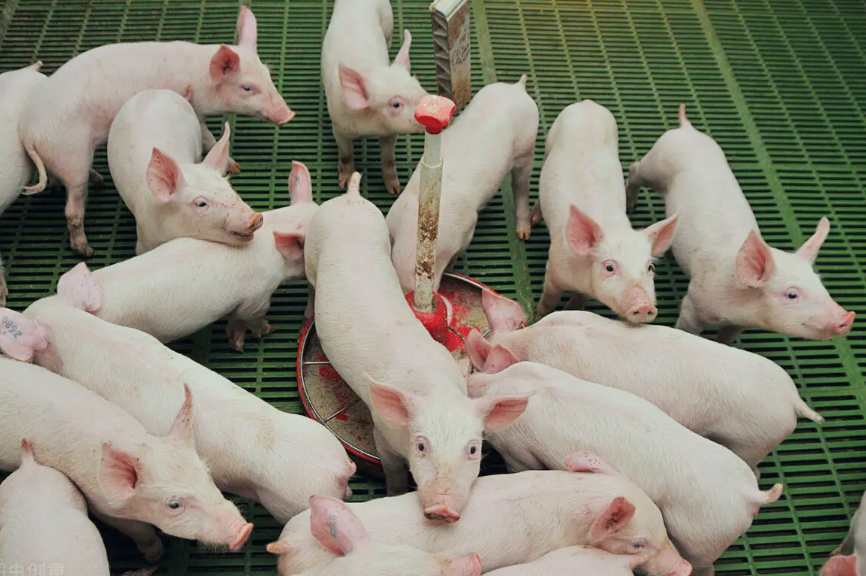 養豬場廢水處理方法|方案|工藝流程 養豬場廢水處理方法|方案|工藝流程